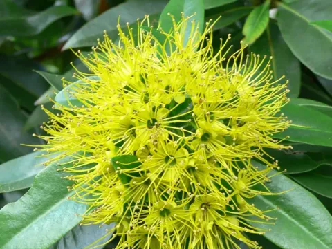 Xanthostemon