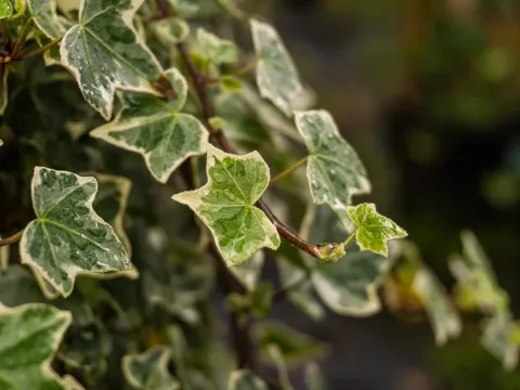 Ivy hybrids