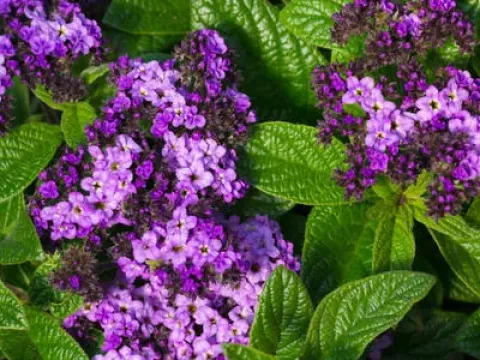 Heliotropium hybrids