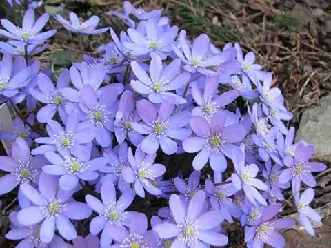 Hepatica hybrids