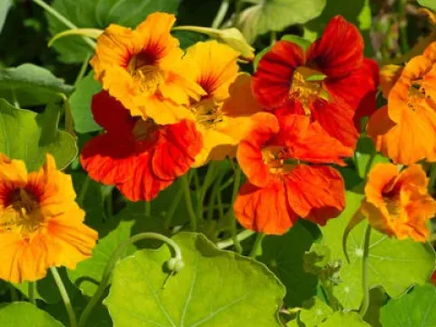 Tropaeolum hybrids