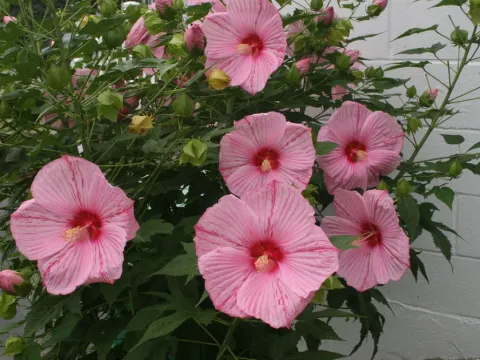 Hardy hibiscus