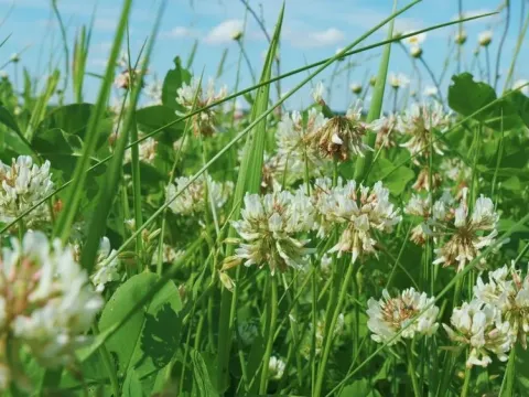 Alsike clover