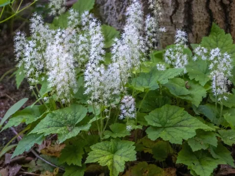 Tiarella hybrid