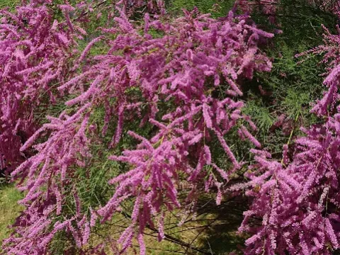 Tamarix hybrids