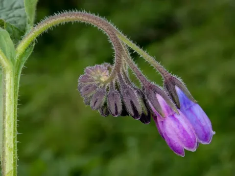 Comfrey hybrid