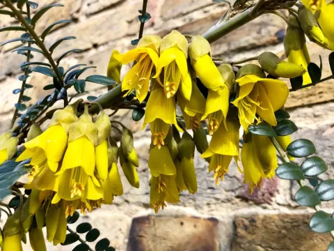 Sophora oligophylla