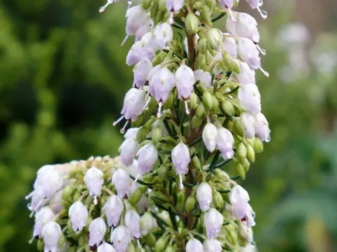Erica oldenburgensis