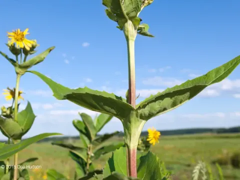 Cup plant