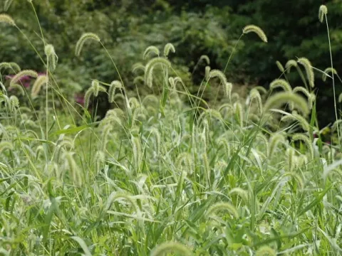 Hybrid foxtail