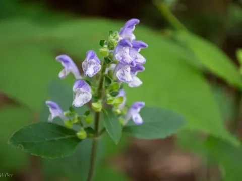 Skullcap