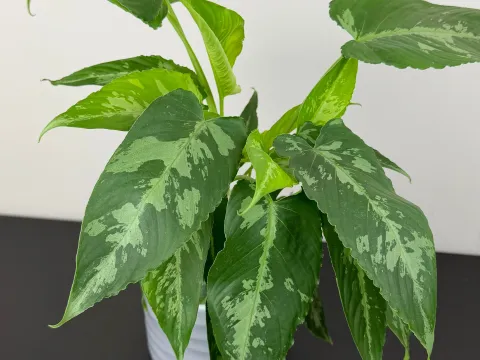 Schismatoglottis
