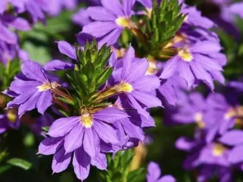 Scaevola hybrids