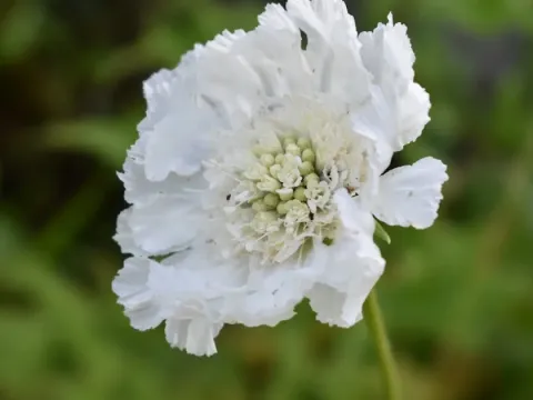 Scabiosa hybrids
