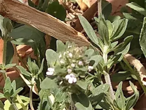 Hybrid savory