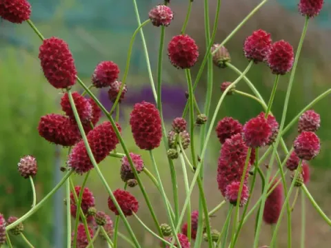 Sanguisorba hybrids