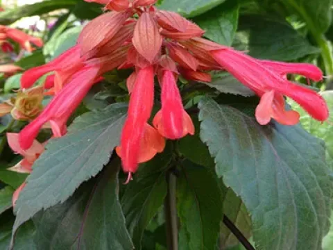 Hybrid sage