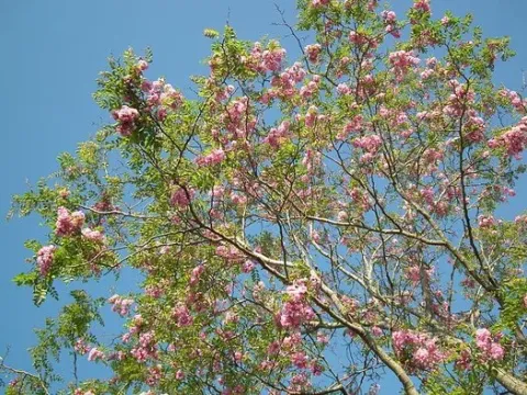 Robinia hybrids