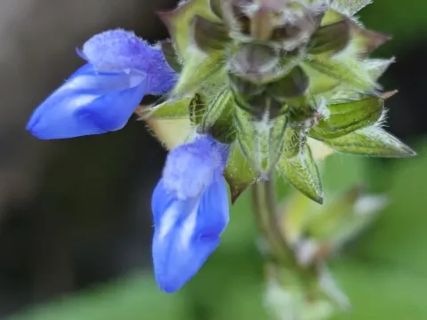 Prunella-leaved sage