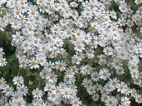Snow tansy