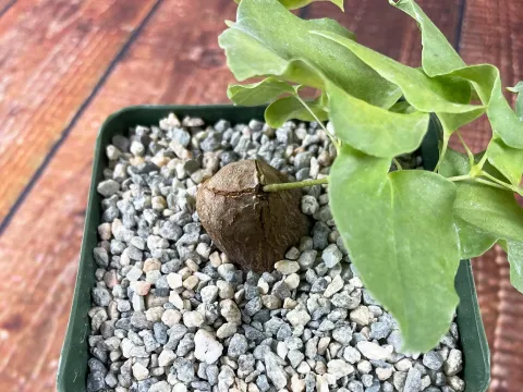 Dioscorea hemicrypta