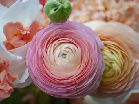 Ranunculus hybrids