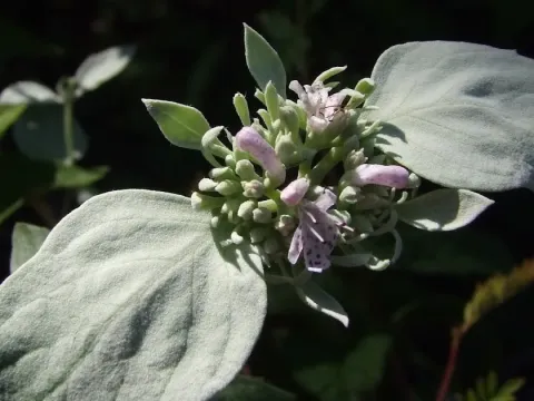 Mountain Mint