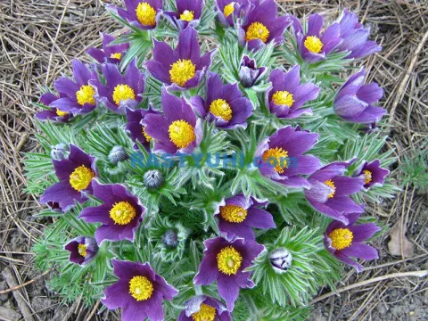 Pulsatilla hybrids