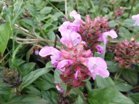 Self-heal hybrid