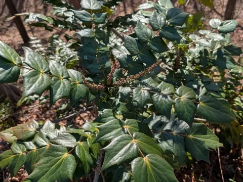Mahonia