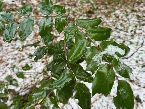 Oregon grape