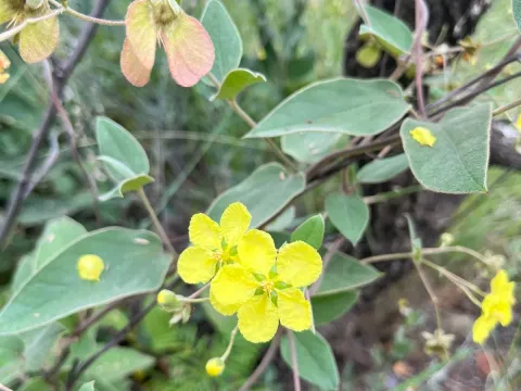 Sphedamnocarpus