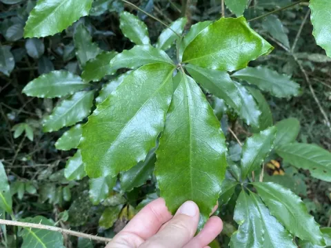 Neocussonia