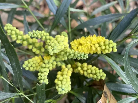 Eurybracteata barberry