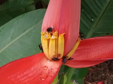 Musa rubra