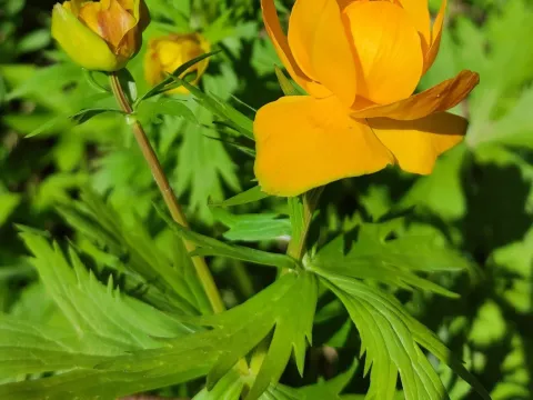 Asian globeflower