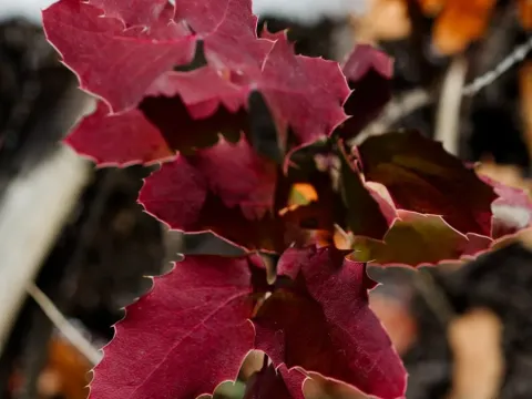 Low barberry