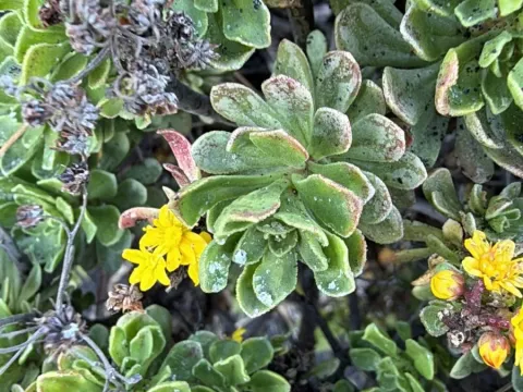 Aeonium spathulatum
