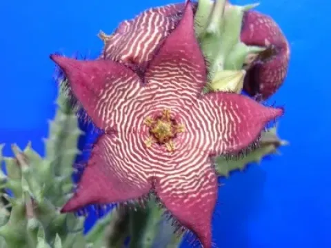 Tromotriche