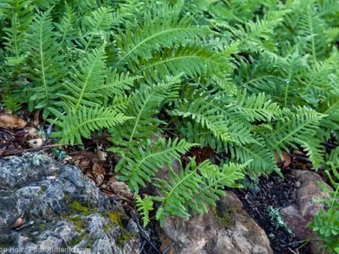 Polypodium