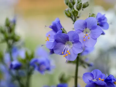 Polemonium hybrid
