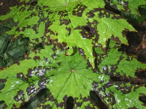Podophyllum delavayi