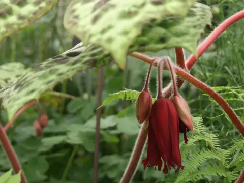Podophyllum versipelle