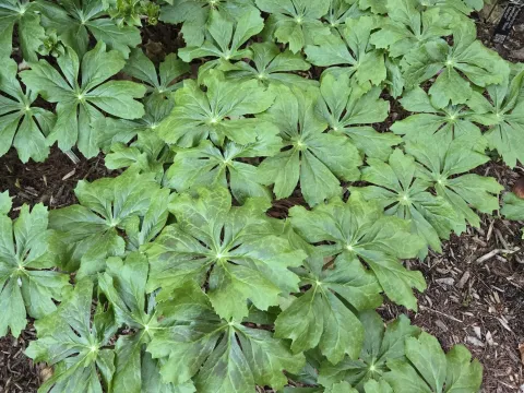 Podophyllum hybrid