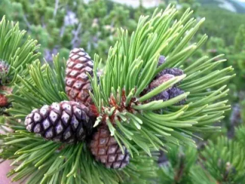 Hybrid pine