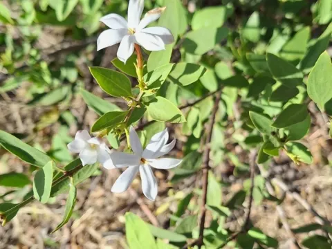 Jasminum glaucum