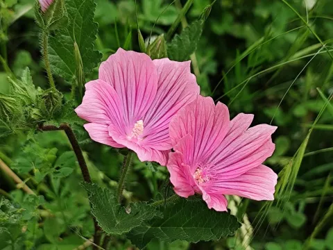 Malope