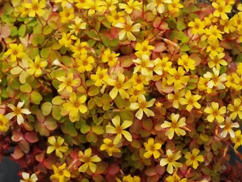 Oxalis hybrids