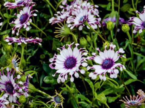 Osteospermum hybrids