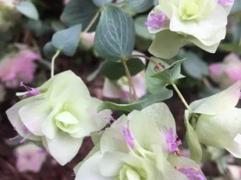 Oregano hybrid